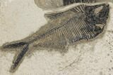 Wide, Natural Fossil Fish Mortality Plate - Wyoming #189307-2